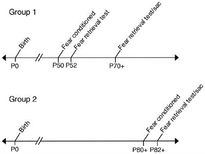 Long-Lasting Effects of Prenatal Ethanol Exposure on Fear Learning and Development of the Amygdala